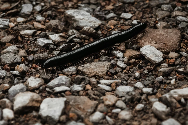 a very large caterpillar is laying in some rocks