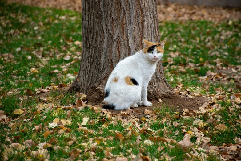 a cat sitting near a tree on the grass