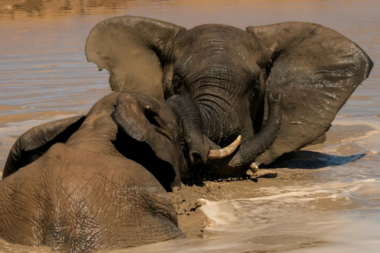 two elephants playing in the river with each other