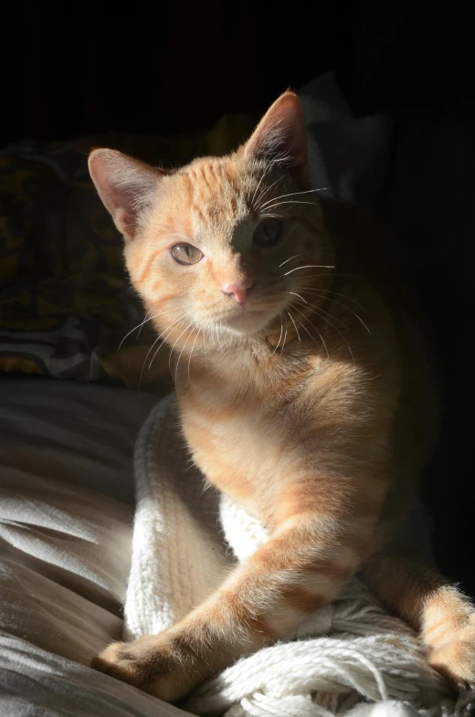 the cat is sitting on a bed staring at soing