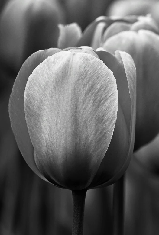 a flower in black and white is shown