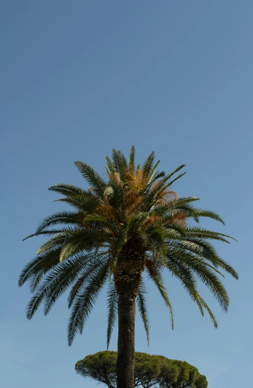 a palm tree is standing in front of the clear blue sky