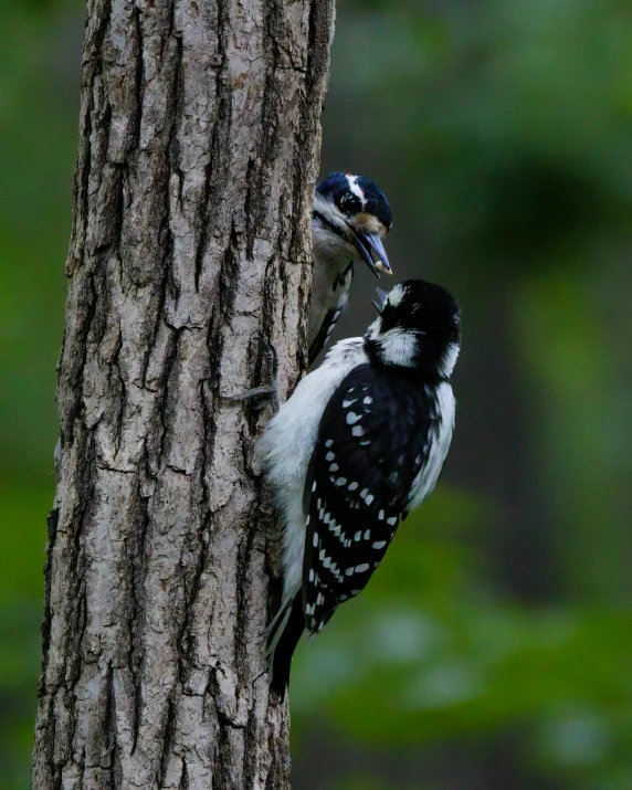 a black and white bird and its young on a tree