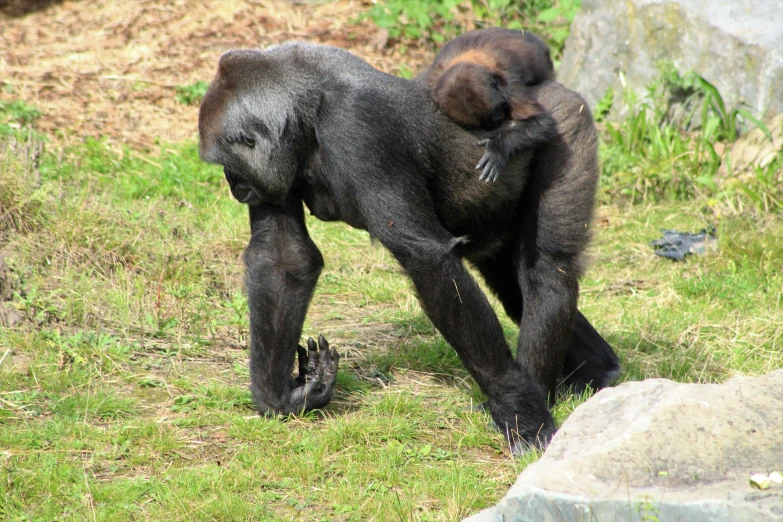 a gorilla walking down a hill to reach for soing