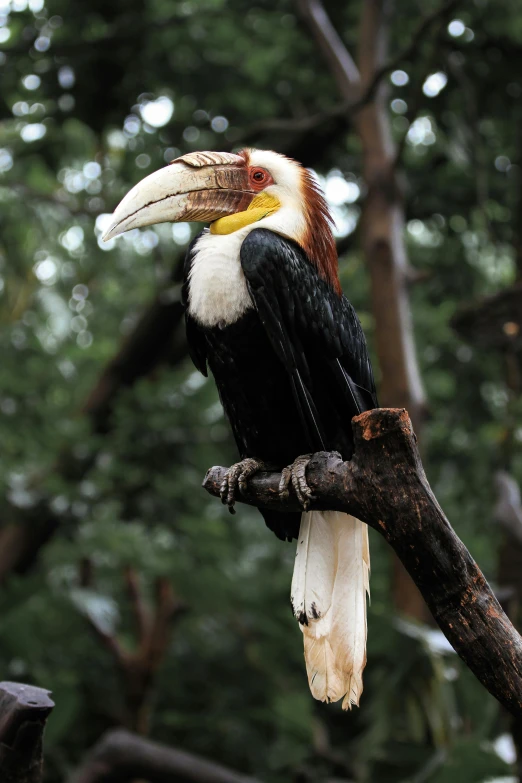 a bird perched on top of a nch near a forest