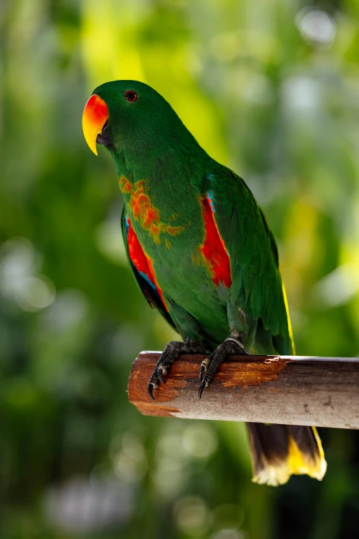 a green, orange, and red parrot is perched on a perch