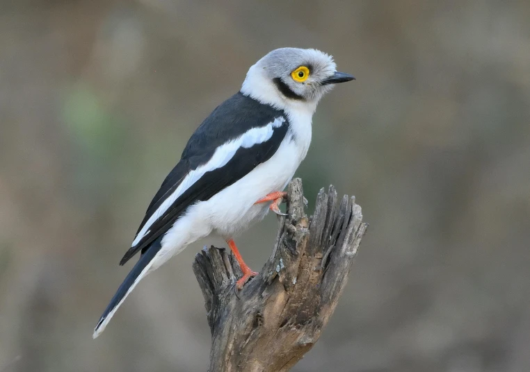 a bird sits on top of a piece of tree stump