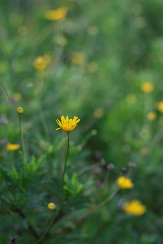 a single yellow flower is in the middle of some grass