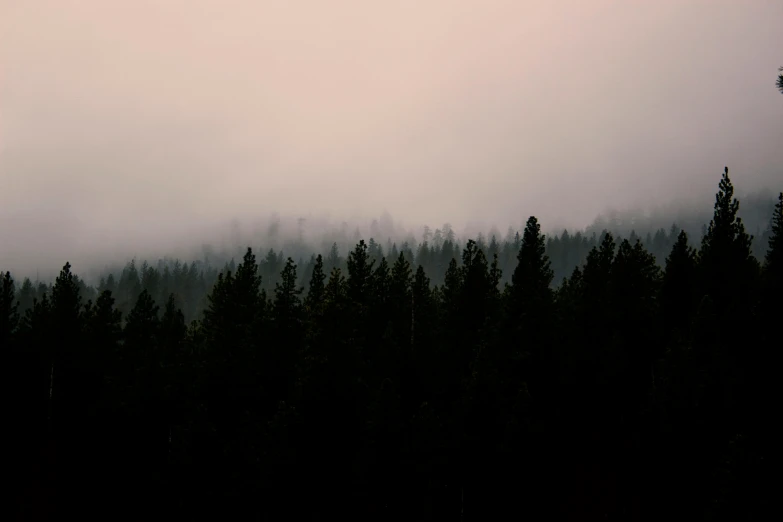 a group of trees that are standing in the grass