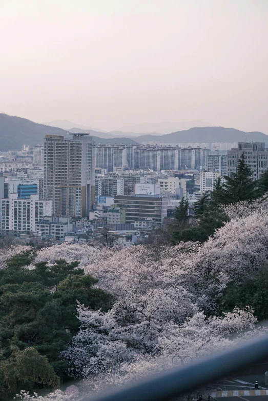 buildings with white blossoms on them near a fence