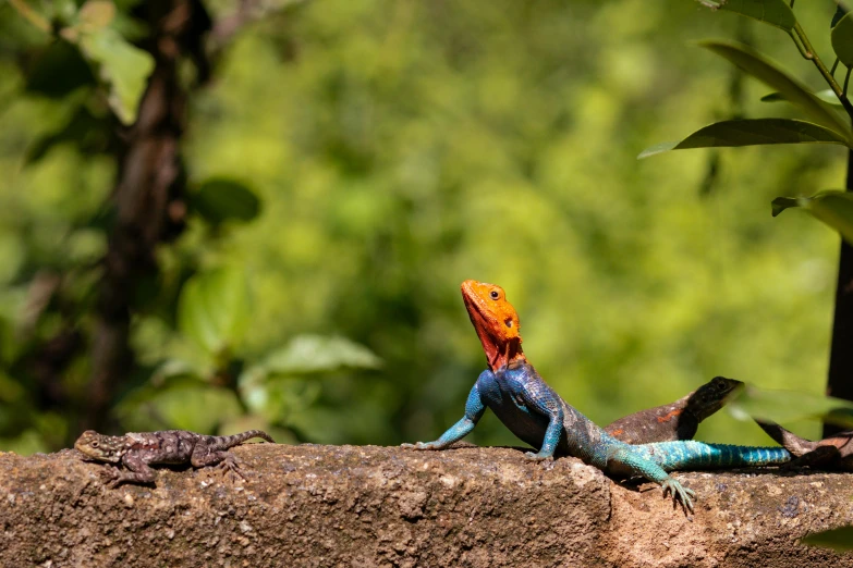 a blue and orange lizard sitting on top of a rock