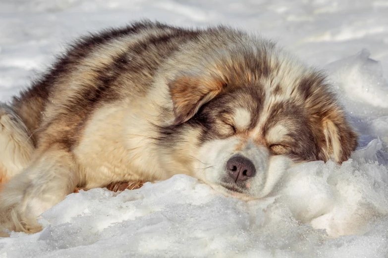 a brown dog laying on top of snow