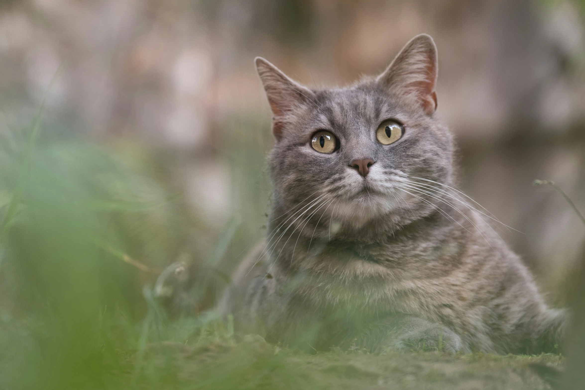 a close up of a cat in a field