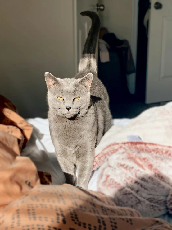 a cat walking across a bed on top of a blanket