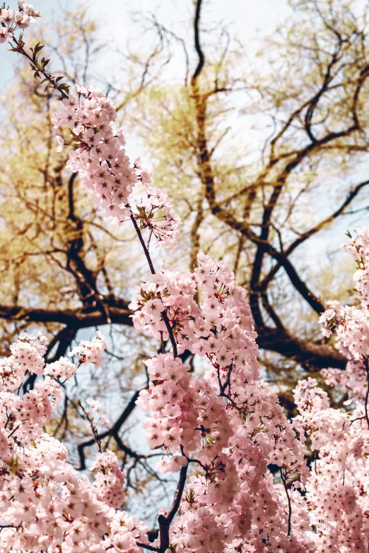 the nches and leaves of some pink flowers