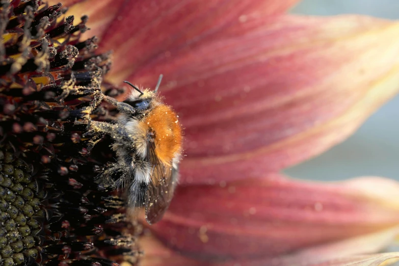 a close up s of a flower with a bee inside