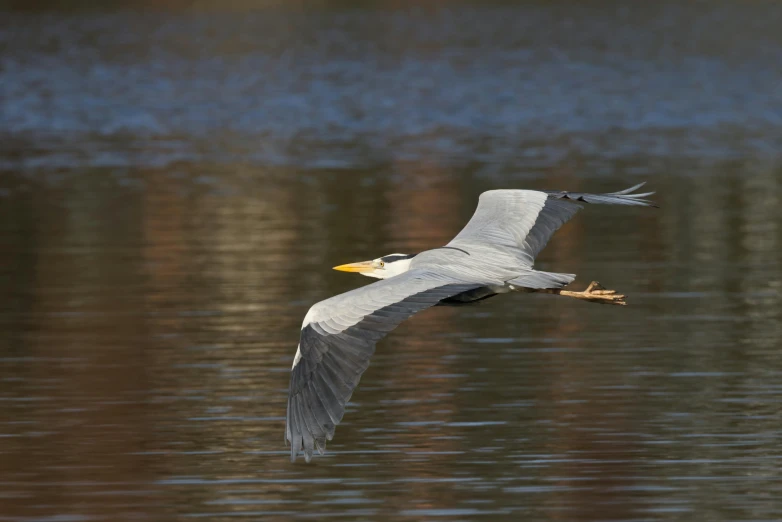 an adult bird is soaring across a body of water