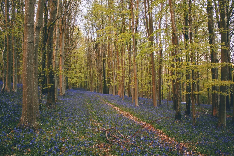 a forest filled with blue flowers next to tall trees