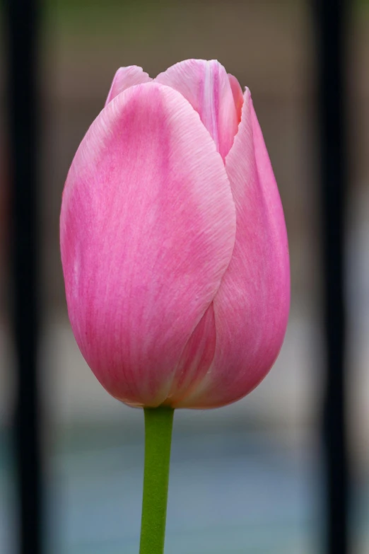 a single pink flower sits tall behind a fence