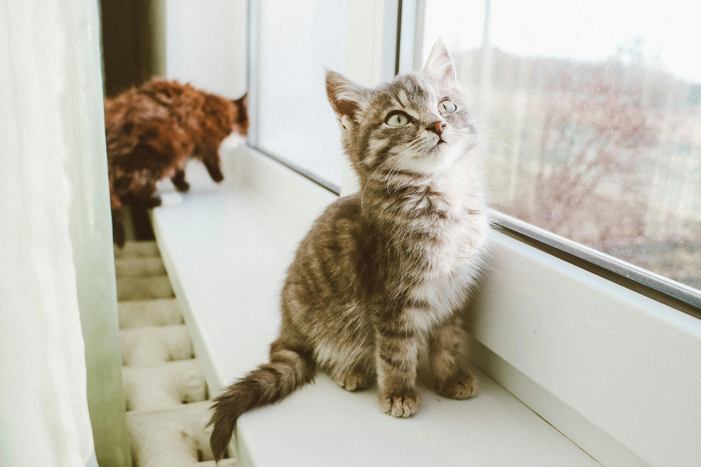 two cats sitting by the window ledge looking outside