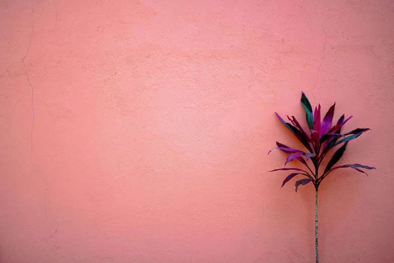 a very nice plant on the side of a pink wall