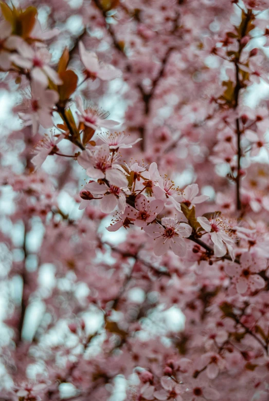 close up of some red and pink flowers on a tree