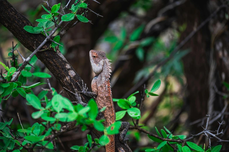 a lizard on a tree nch with green leaves