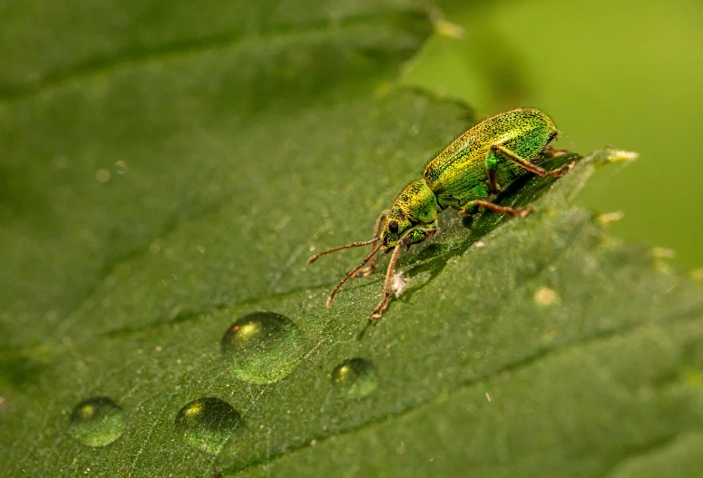 a small bug that is sitting on some green leaves