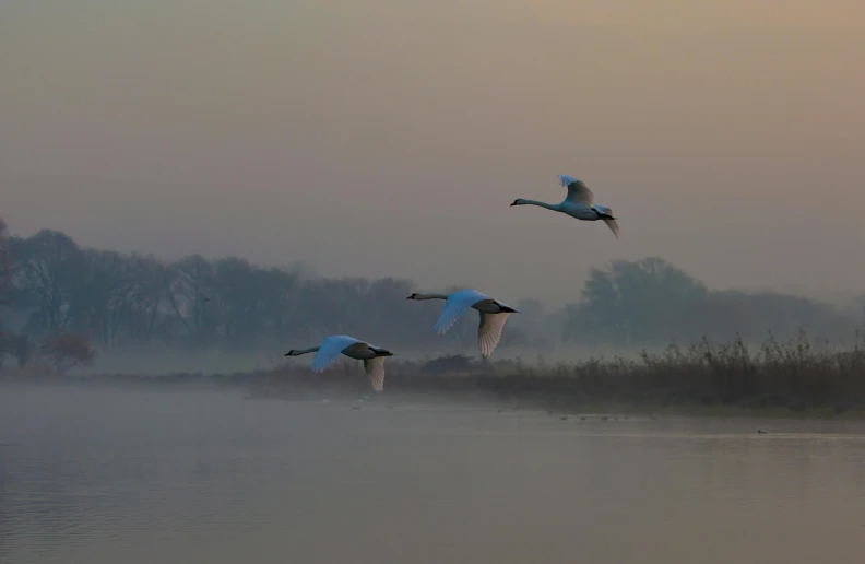 three ducks flying through the sky above water