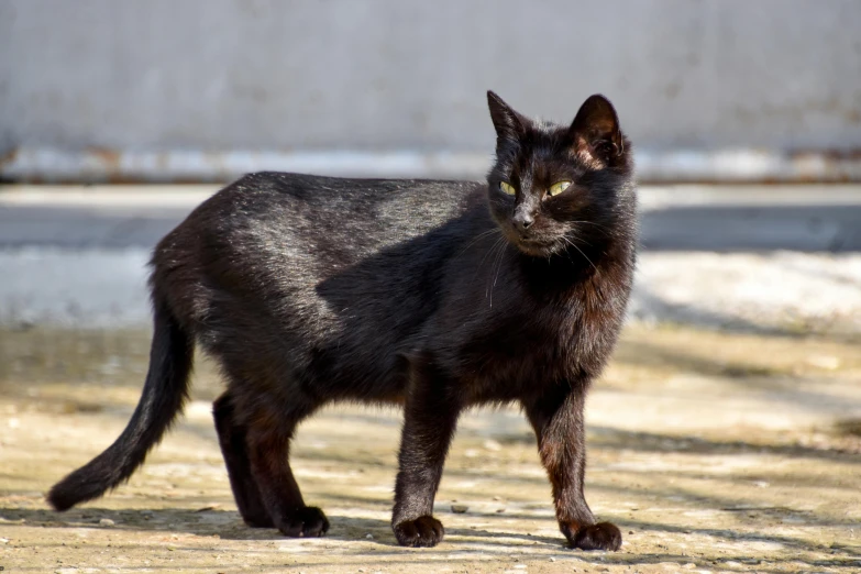 a black cat that is standing in the dirt