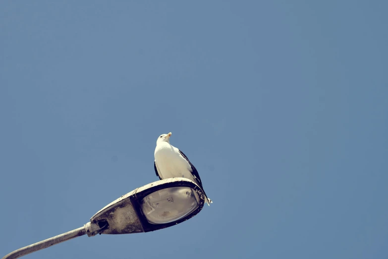 a bird sits on the top of a street light