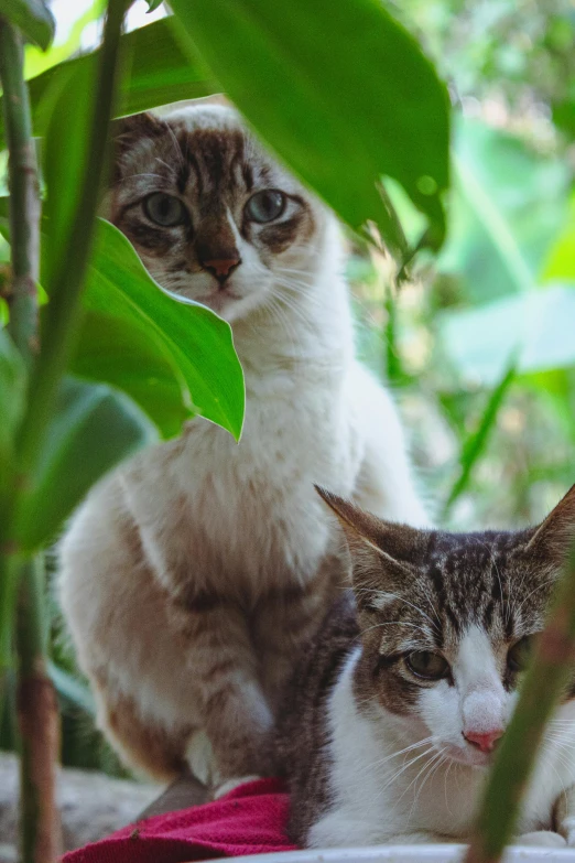 two cats, one of which is sitting down the other two are looking into the distance