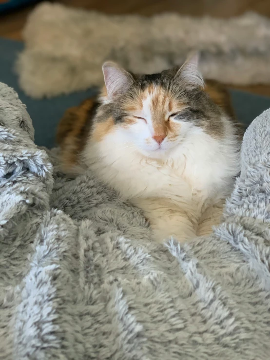 a fluffy cat is laying on a blanket