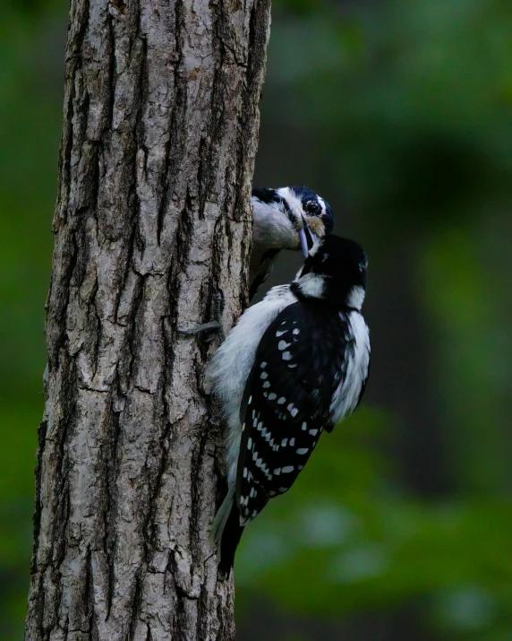 a bird perched on the side of a tree