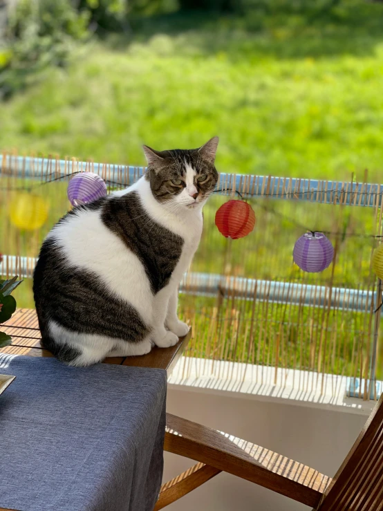 a cat sitting on top of a blue chair on a deck