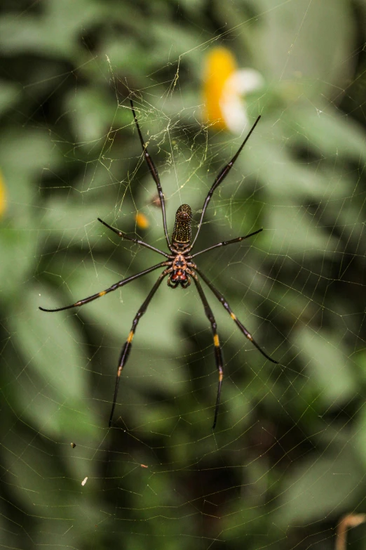 a large spider is sitting in a web with its web