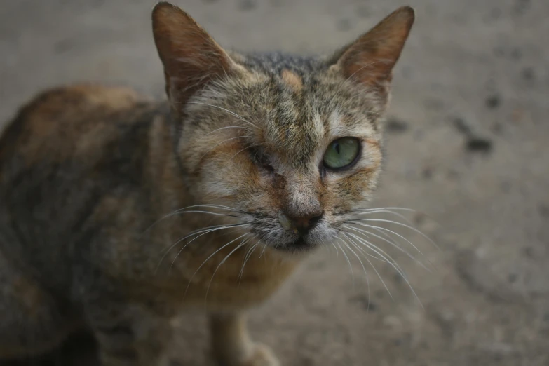 a closeup of a cat with green eyes