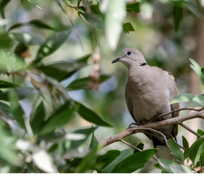 a bird perched on a tree nch in a tree