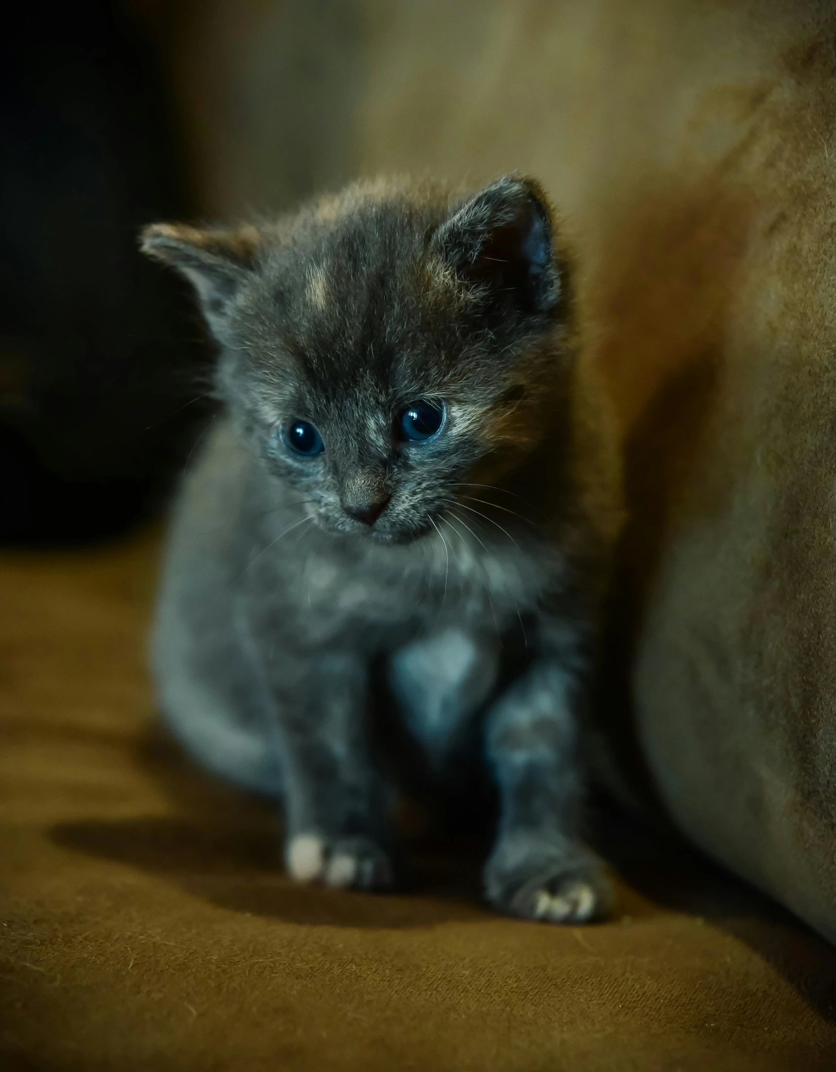 small kitten sitting alone on the couch with blue eyes