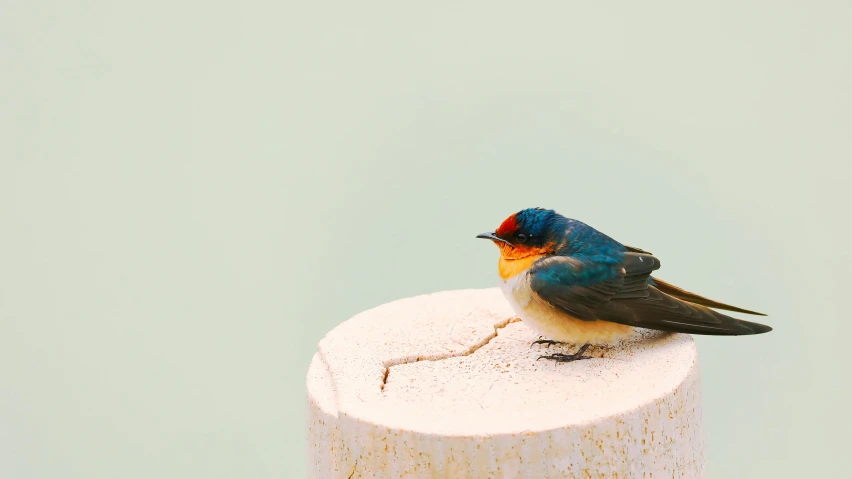 a bird sitting on a wooden pole with a blue sky background