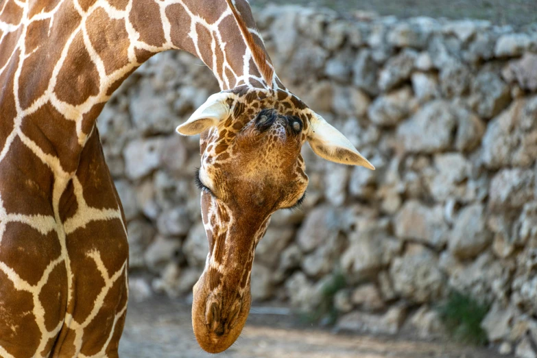 a giraffe sticking its head into a rock wall