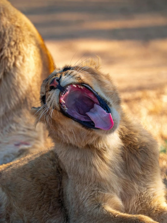 a lion licking a smaller lion with its tongue