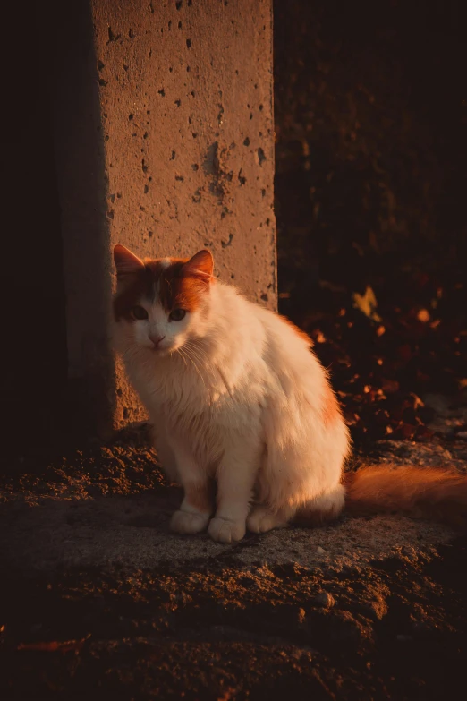 a cat is sitting next to an old structure