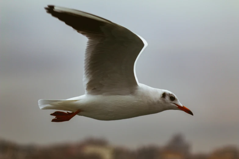 a bird that is flying through the air