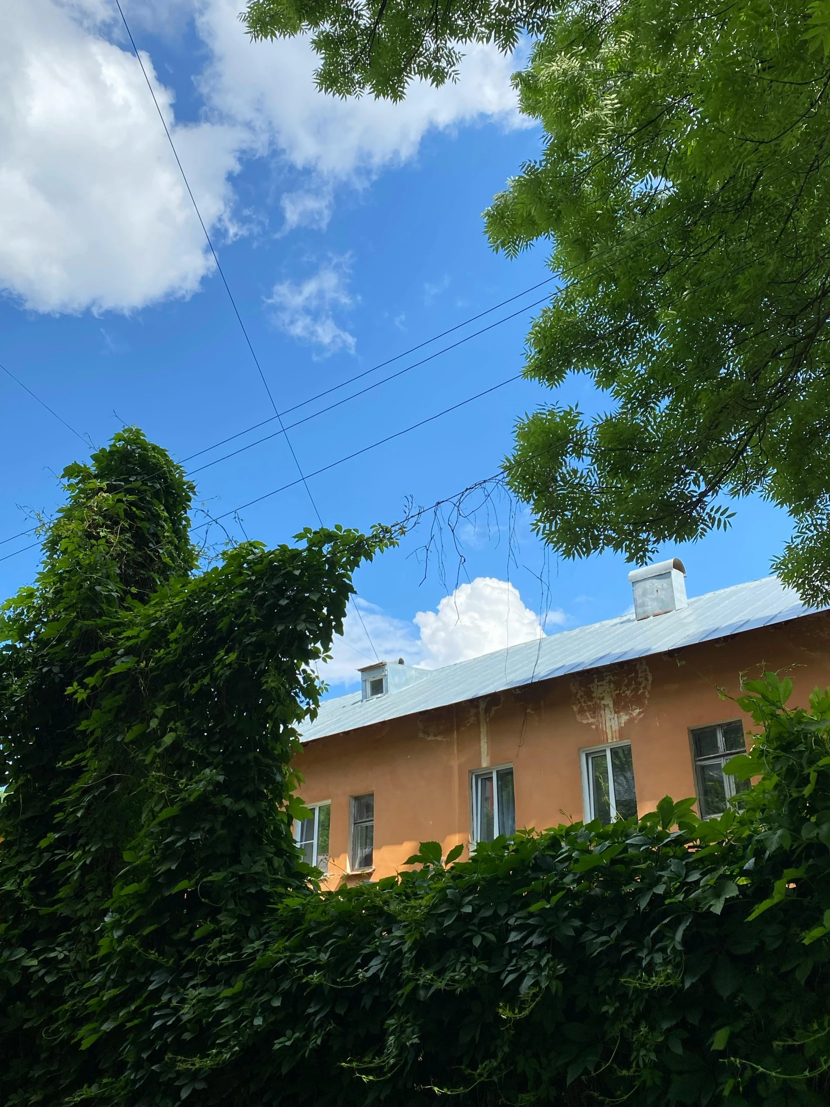 the house is surrounded by a large wall of ivy