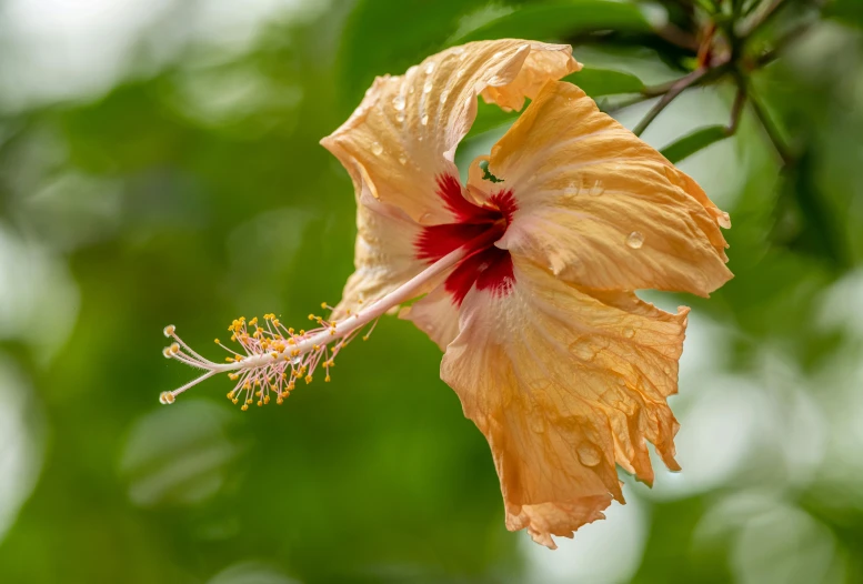 an orange flower with white tips, hanging from a nch