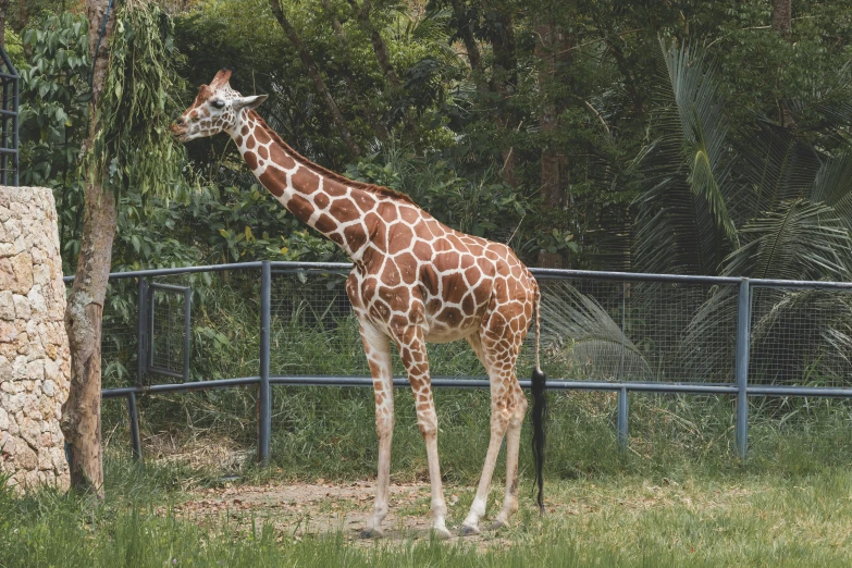 a single giraffe standing next to a tree in an enclosure