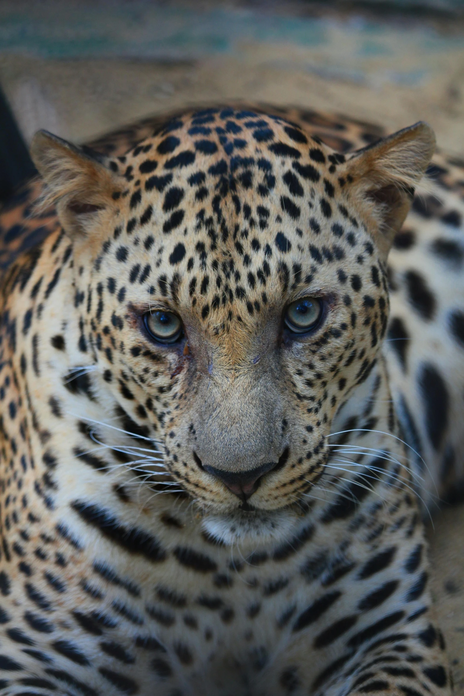 a close up of a leopard sitting in the ground