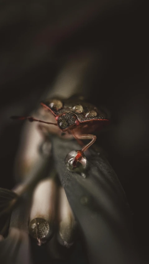 two frogs sitting next to each other on a plant