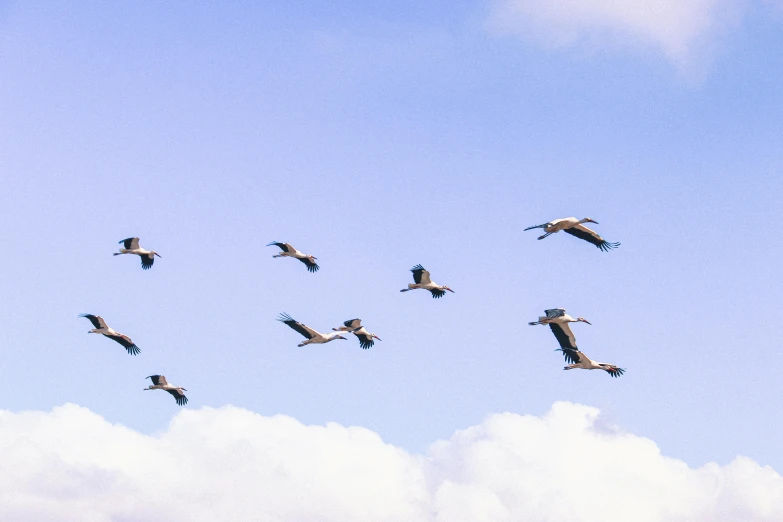 a group of geese fly through a clear blue sky